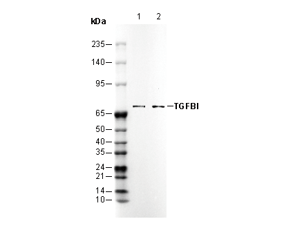 TGFBI Antibody