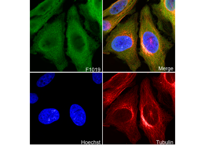 VCP Antibody