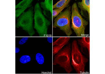 VCP Antibody