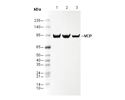 VCP Antibody