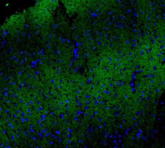 VGLUT2 Antibody