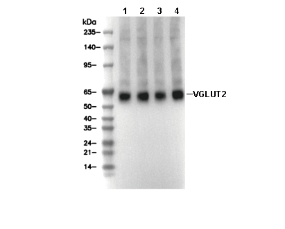 VGLUT2 Antibody