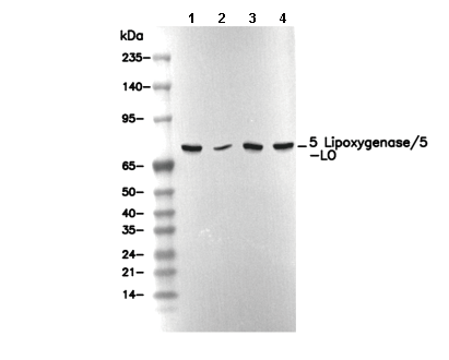 5 Lipoxygenase/5-LO Antibody