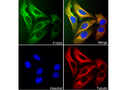 ALDH1A1 Antibody