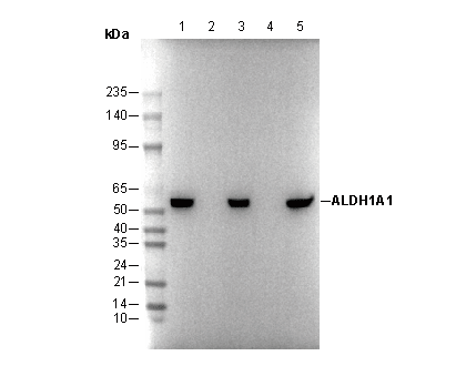 ALDH1A1 Antibody