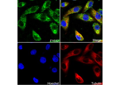 CaMKII Antibody