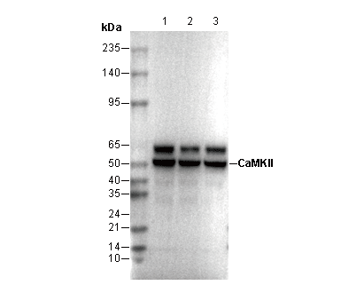 CaMKII Antibody