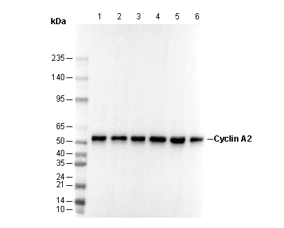 Cyclin A2 Antibody