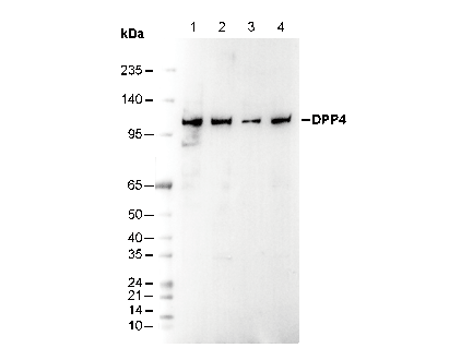 DPP4 Antibody