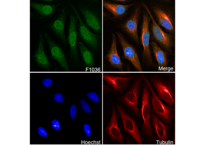 Dnmt3a Antibody