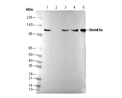 Dnmt3a Antibody