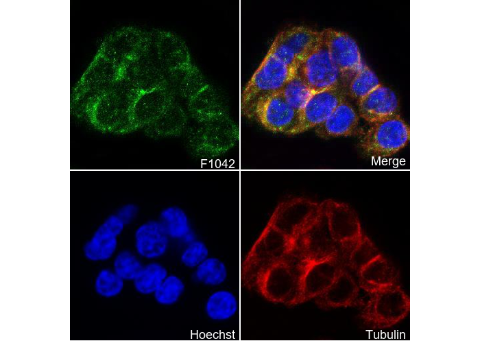 MMP3 Antibody