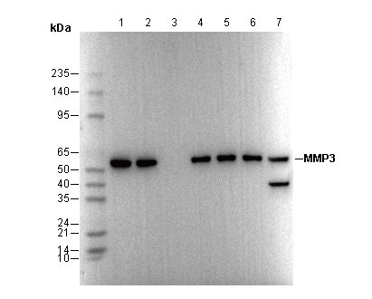 MMP3 Antibody
