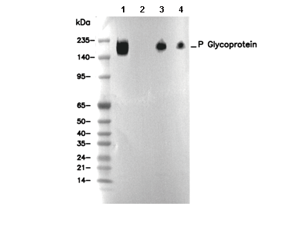 P Glycoprotein Antibody