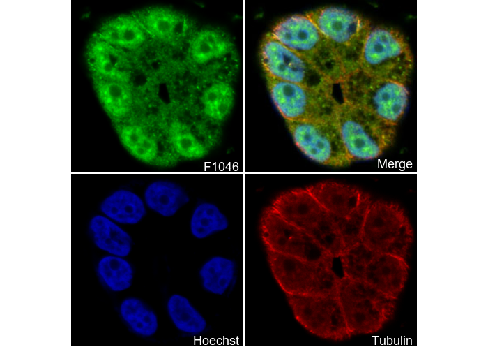 PAK2 Antibody