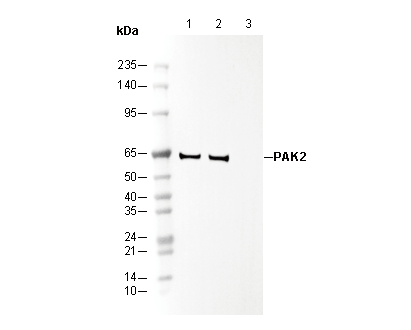 PAK2 Antibody