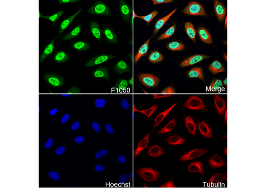 RBX1 Antibody
