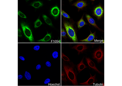 Sonic Hedgehog Antibody