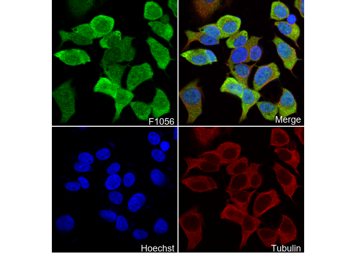 Wnt3a Antibody