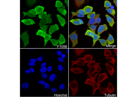 Wnt3a Antibody