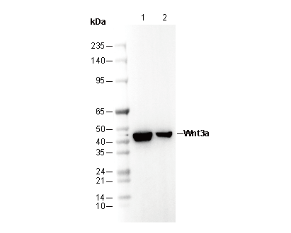 Wnt3a Antibody