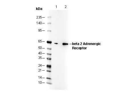 β2 Adrenergic Receptor Antibody