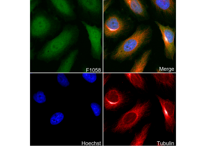 p18 INK4c/CDKN2C Antibody