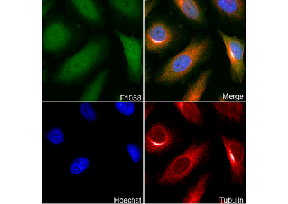 p18 INK4c/CDKN2C Antibody