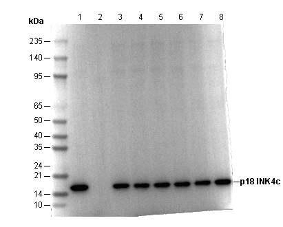 p18 INK4c/CDKN2C Antibody