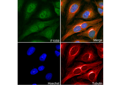 p73 Antibody