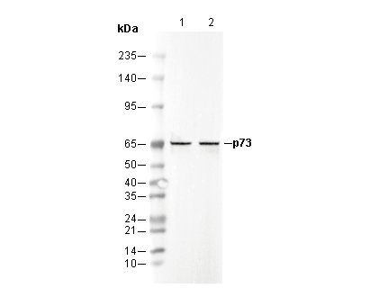 p73 Antibody