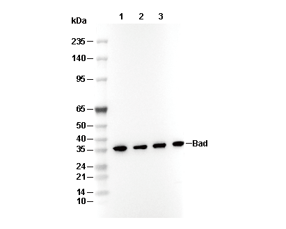Bad Antibody