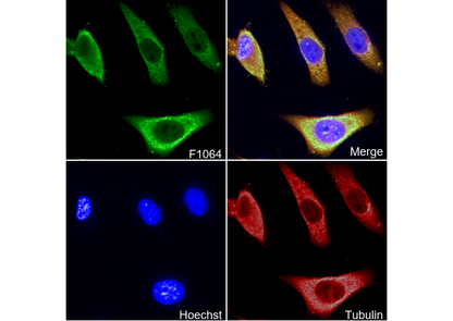 HSPA8/HSC70 Antibody