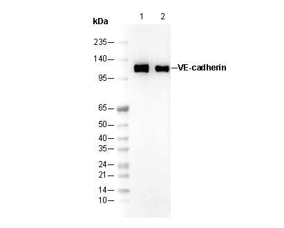 VE-cadherin Antibody