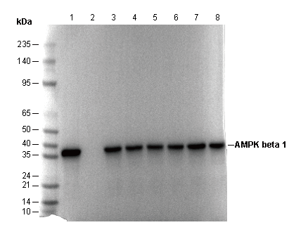 AMPK β1 Antibody