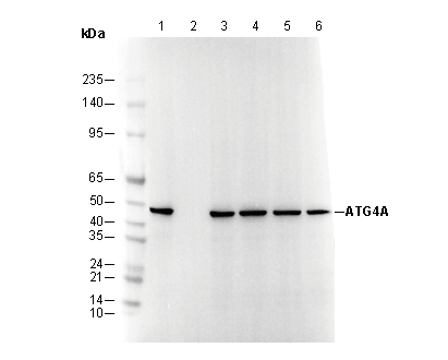 ATG4A Antibody