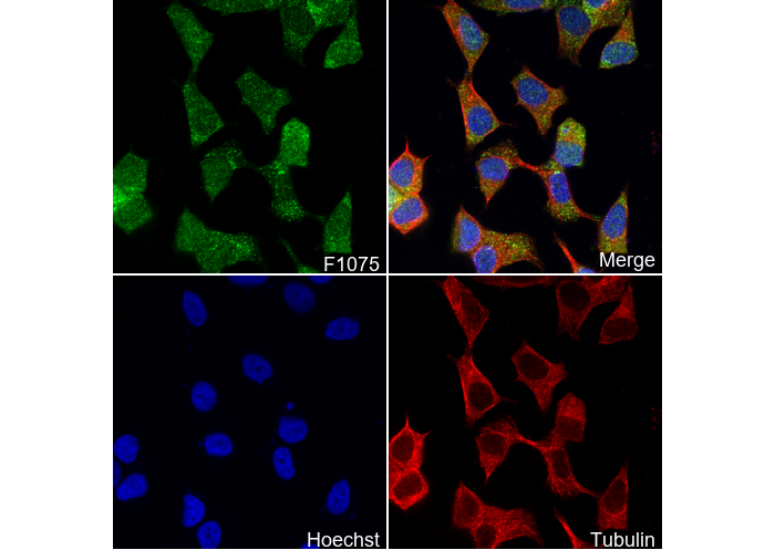 Bid Antibody