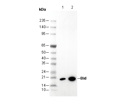 Bid Antibody