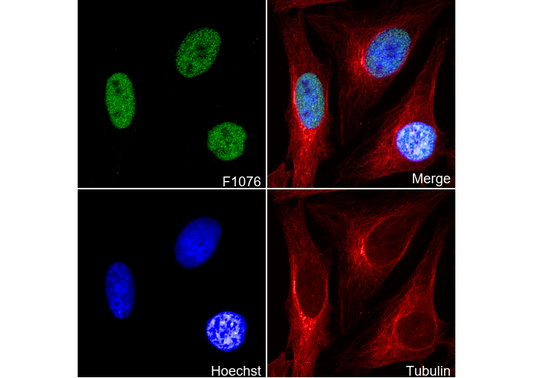 Brd4 Antibody