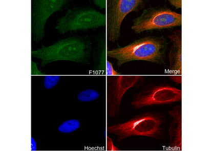 CAB39/MO25 Antibody