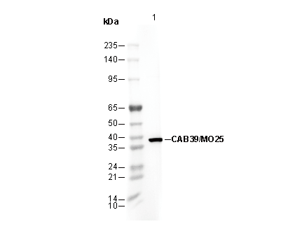 CAB39/MO25 Antibody