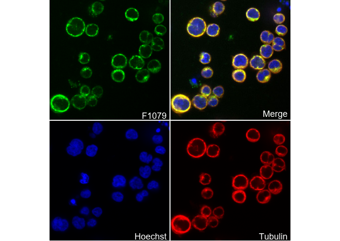 CDC42 Antibody