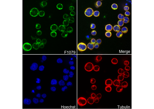 CDC42 Antibody