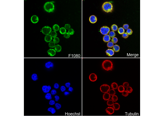 Caspase3 Antibody