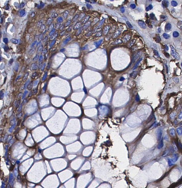 Caspase3 Antibody