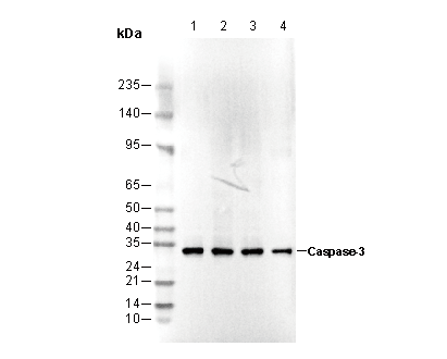 Caspase3 Antibody
