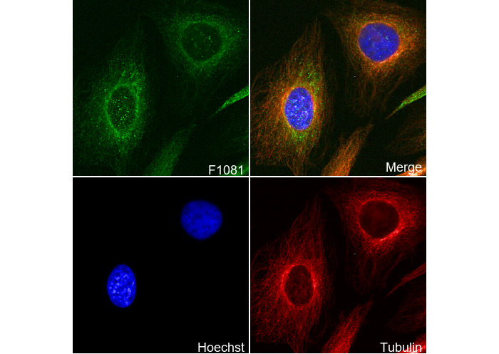 Cytokeratin 17 Antibody