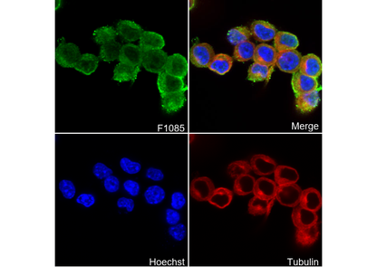 GAP43 Antibody