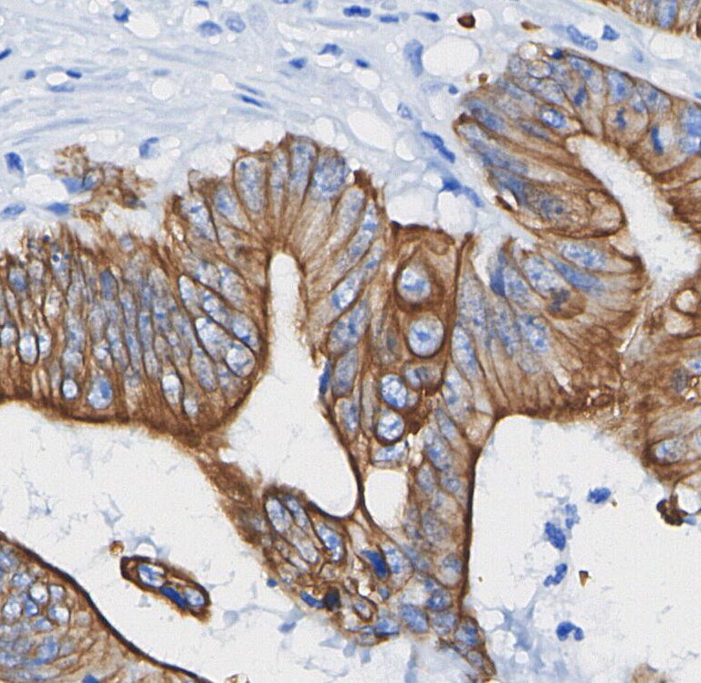 GAP43 Antibody