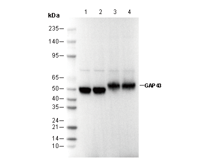 GAP43 Antibody